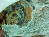 Σωζομένη τοιχογραφία ἀγγέλου, ἡ ὁποία εὑρέθη εἰς τήν ἱ. Μ. Παναγίας Σεϊδανάγιας.